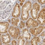 C7 Antibody in Immunohistochemistry (Paraffin) (IHC (P))
