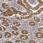 C7 Polyclonal Antibody