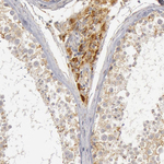 C7 Antibody in Immunohistochemistry (Paraffin) (IHC (P))