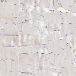 C7 Antibody in Immunohistochemistry (Paraffin) (IHC (P))