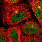 SYTL4 Polyclonal Antibody