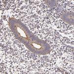 SYTL4 Antibody in Immunohistochemistry (Paraffin) (IHC (P))