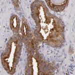 SYTL4 Antibody in Immunohistochemistry (Paraffin) (IHC (P))