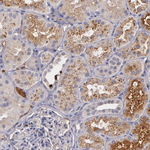 PTS Antibody in Immunohistochemistry (Paraffin) (IHC (P))