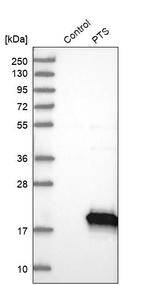 PTS Antibody in Western Blot (WB)