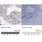 SMC1B Antibody in Immunohistochemistry (IHC)