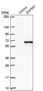 ZNF597 Antibody in Western Blot (WB)