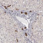 EFS Polyclonal Antibody