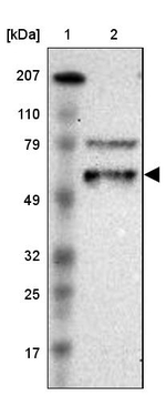 EFS Antibody in Western Blot (WB)