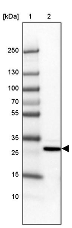 MBNL3 Antibody in Western Blot (WB)