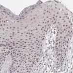 RRP7A Antibody in Immunohistochemistry (Paraffin) (IHC (P))