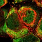 SYTL4 Polyclonal Antibody