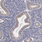 SYTL4 Antibody in Immunohistochemistry (Paraffin) (IHC (P))