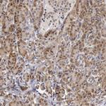SYTL4 Antibody in Immunohistochemistry (Paraffin) (IHC (P))