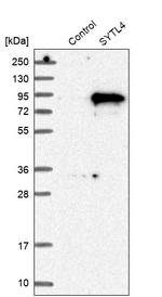 SYTL4 Antibody in Western Blot (WB)
