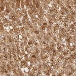 RPGR Antibody in Immunohistochemistry (IHC)
