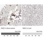 MXD1 Antibody