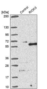 RIOK3 Antibody in Western Blot (WB)
