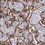 PNP Antibody in Immunohistochemistry (Paraffin) (IHC (P))