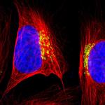 GOLIM4 Antibody in Immunocytochemistry (ICC/IF)
