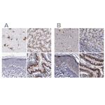 GOLIM4 Antibody in Immunohistochemistry (IHC)