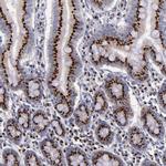 GOLIM4 Antibody in Immunohistochemistry (IHC)