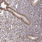 ZFX Antibody in Immunohistochemistry (Paraffin) (IHC (P))