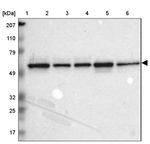 TOM1 Antibody in Western Blot (WB)
