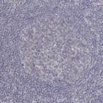 SEMA3G Antibody in Immunohistochemistry (Paraffin) (IHC (P))