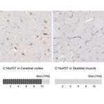 C14orf37 Antibody