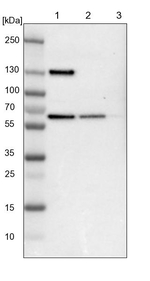 UPF3B Antibody in Western Blot (WB)