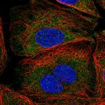 SAV1 Polyclonal Antibody