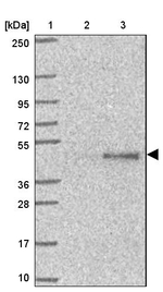 SAV1 Antibody in Western Blot (WB)