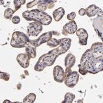 EGFL6 Polyclonal Antibody