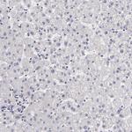 EGFL6 Antibody in Immunohistochemistry (IHC)