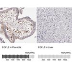 EGFL6 Antibody