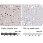 FAM81A Antibody in Immunohistochemistry (IHC)