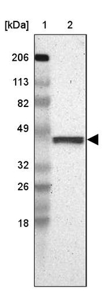 FAM81A Antibody in Western Blot (WB)