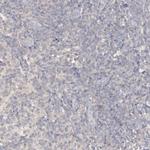 FAT1 Antibody in Immunohistochemistry (Paraffin) (IHC (P))