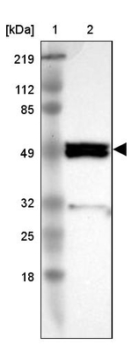 SH2D4A Antibody in Western Blot (WB)
