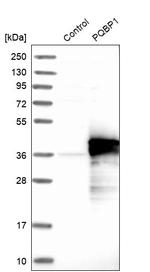 PQBP1 Antibody in Western Blot (WB)