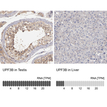 UPF3B Antibody in Immunohistochemistry (Paraffin) (IHC (P))