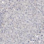 UPF3B Antibody in Immunohistochemistry (Paraffin) (IHC (P))