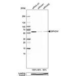GPKOW Antibody