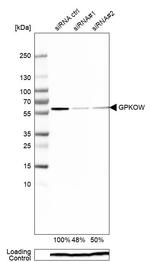 GPKOW Antibody in Western Blot (WB)