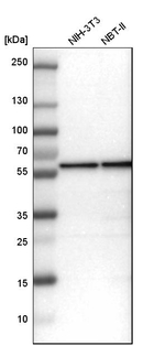 FARSA Antibody in Western Blot (WB)