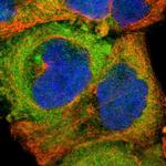 SH2D4A Polyclonal Antibody