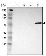SH2D4A Antibody in Western Blot (WB)