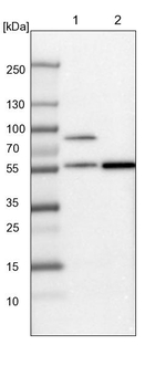 SH2D4A Antibody in Western Blot (WB)
