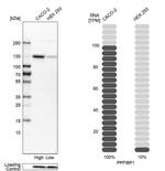PPFIBP1 Antibody in Western Blot (WB)